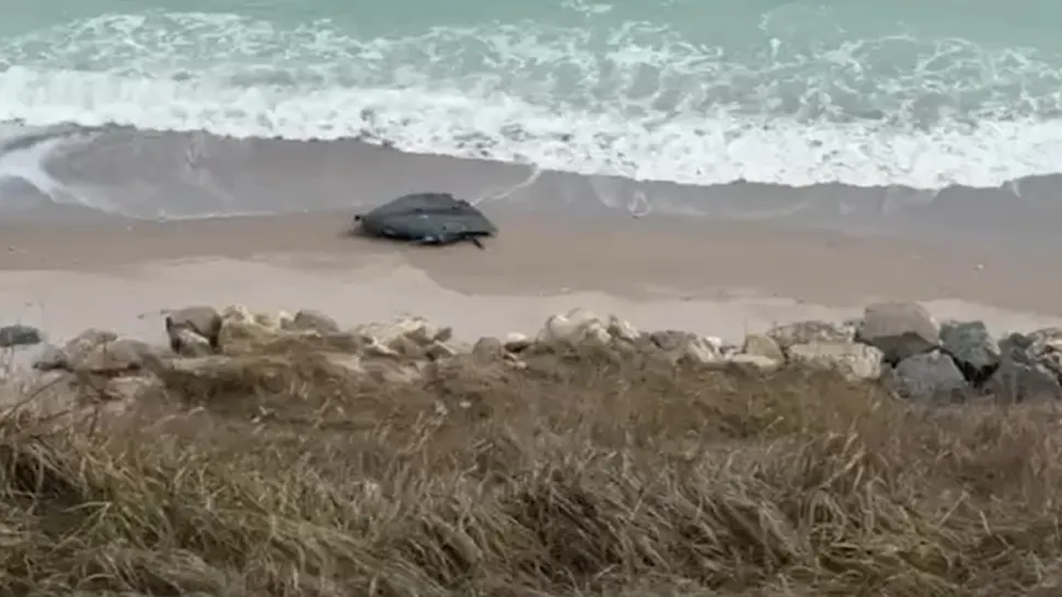Dronă eșuată pe malurile Costineștiului. Foto/Captură video