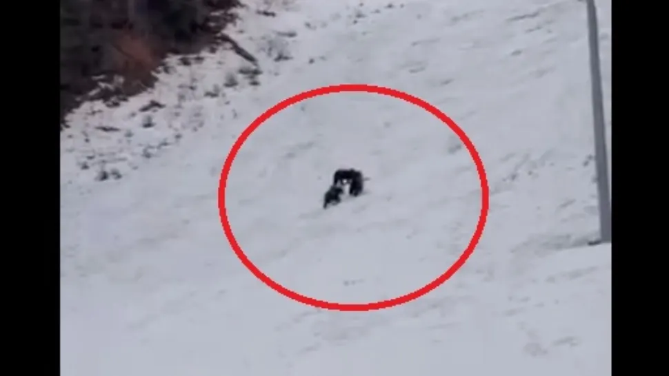 Alertă uriașă înainte de vacanța de schi a copiilor: urși observați pe o pârtie celebră din Poiana Brașov/ Captură video