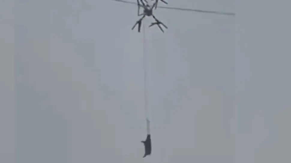 Un fermier a lăsat un sat întreg fără curent după ce a transportat porci cu o dronă.