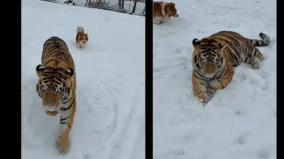 Tigru siberian, plimbat liber într-o curte din Dâmbovița