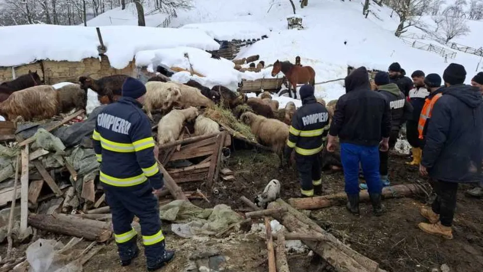Minune pentru 220 de animale salvate dintr-un saivan prăbușit sub greutatea zăpezii. Pompierii au intervenit de urgență