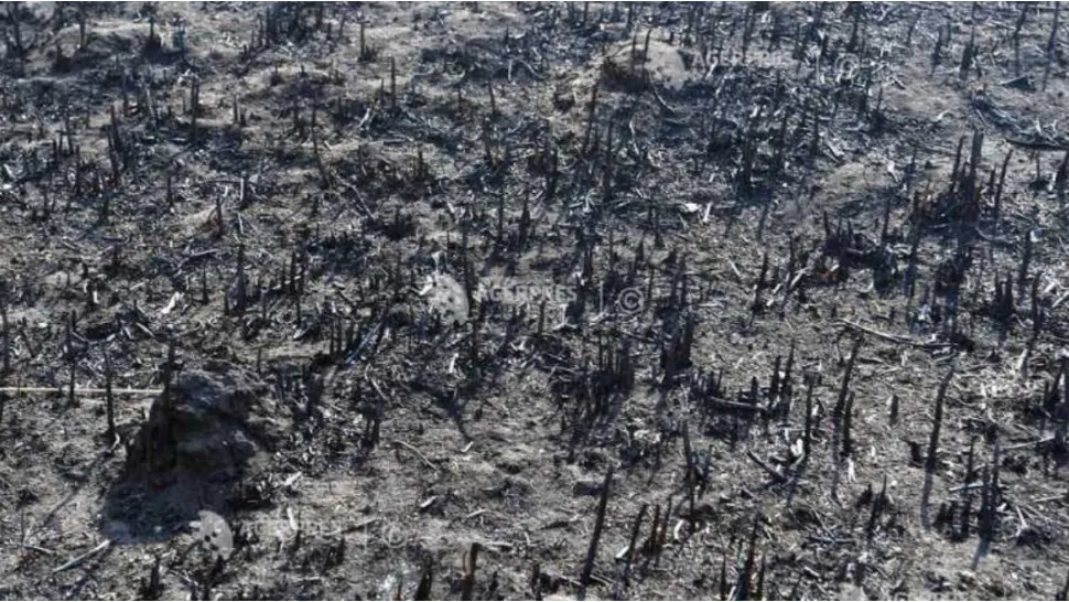 Incendiu masiv de vegetație în județul Neamț. FOTO: Agerpres