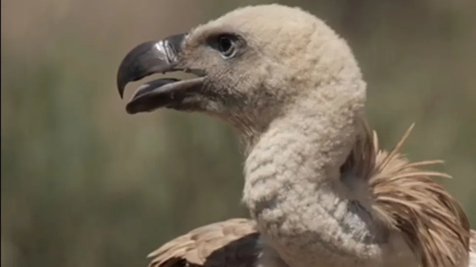 O specie de vulturi extraordinari revine în România după 70 de ani