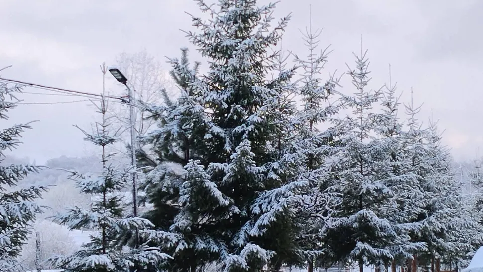 Ninge în România.