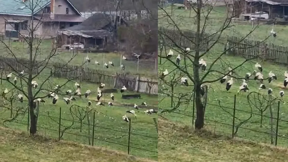 Spectacol în curtea unei gospodării din Bicaz: zeci de berze s-au adunat ca pentru o fotografie de grup – VIDEO