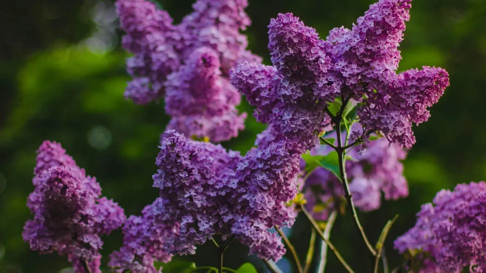 liliac
