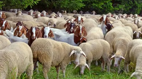 Turma de capre și oi