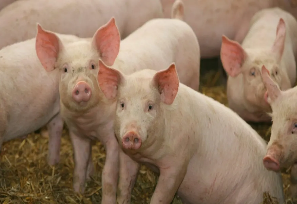 Ajutor de până la 50.000 de euro pentru crescătorii de porci și bovine