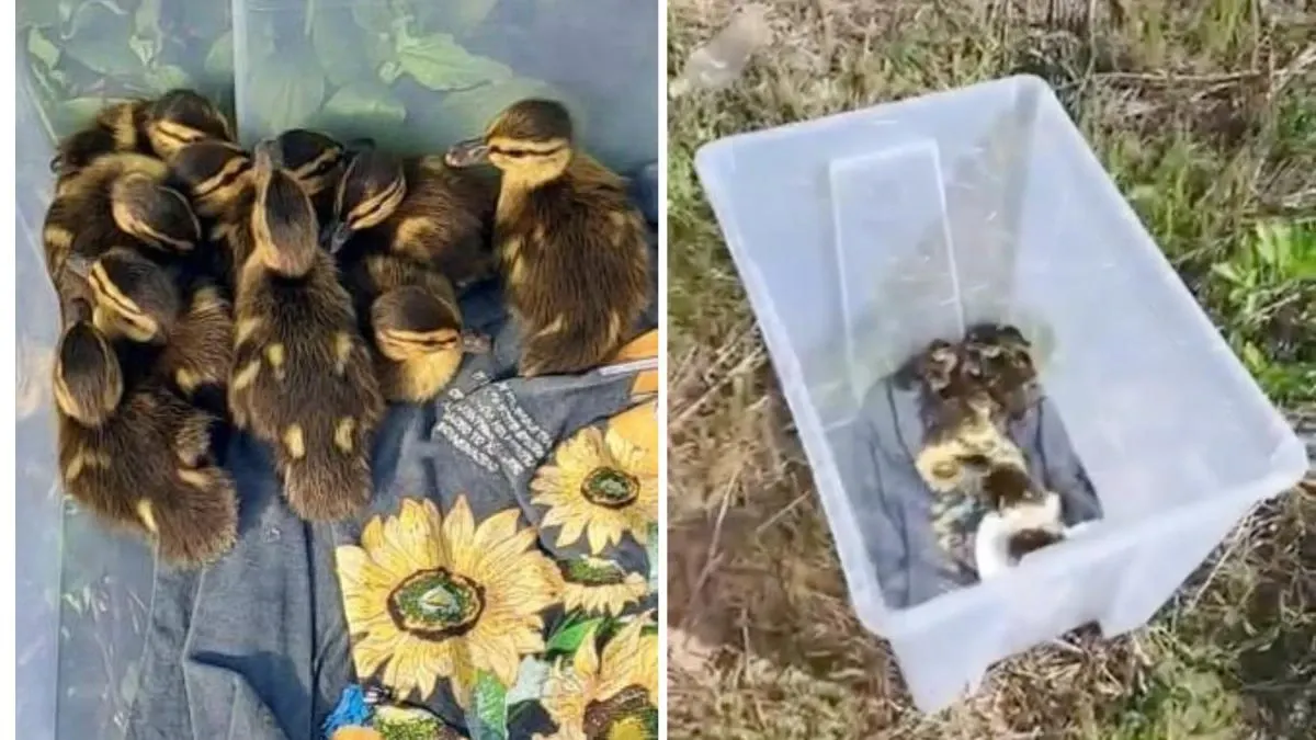 Boboci de rață