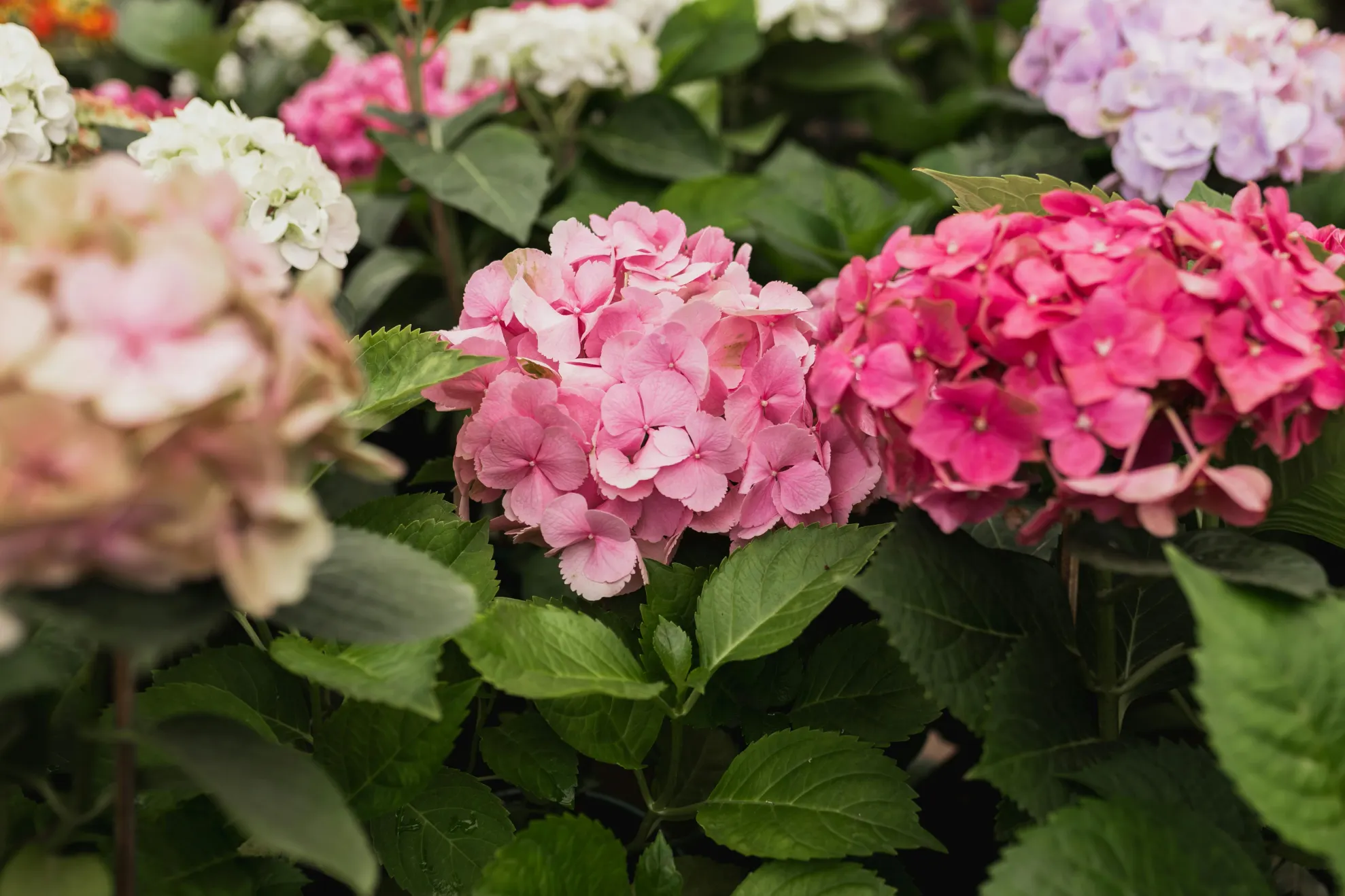 flori de hortensie