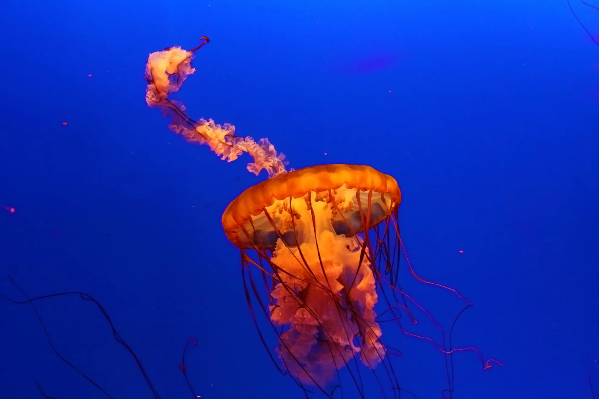 meduza