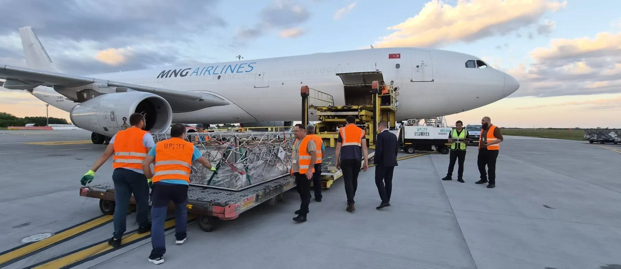 Ovine transportate cu avionul