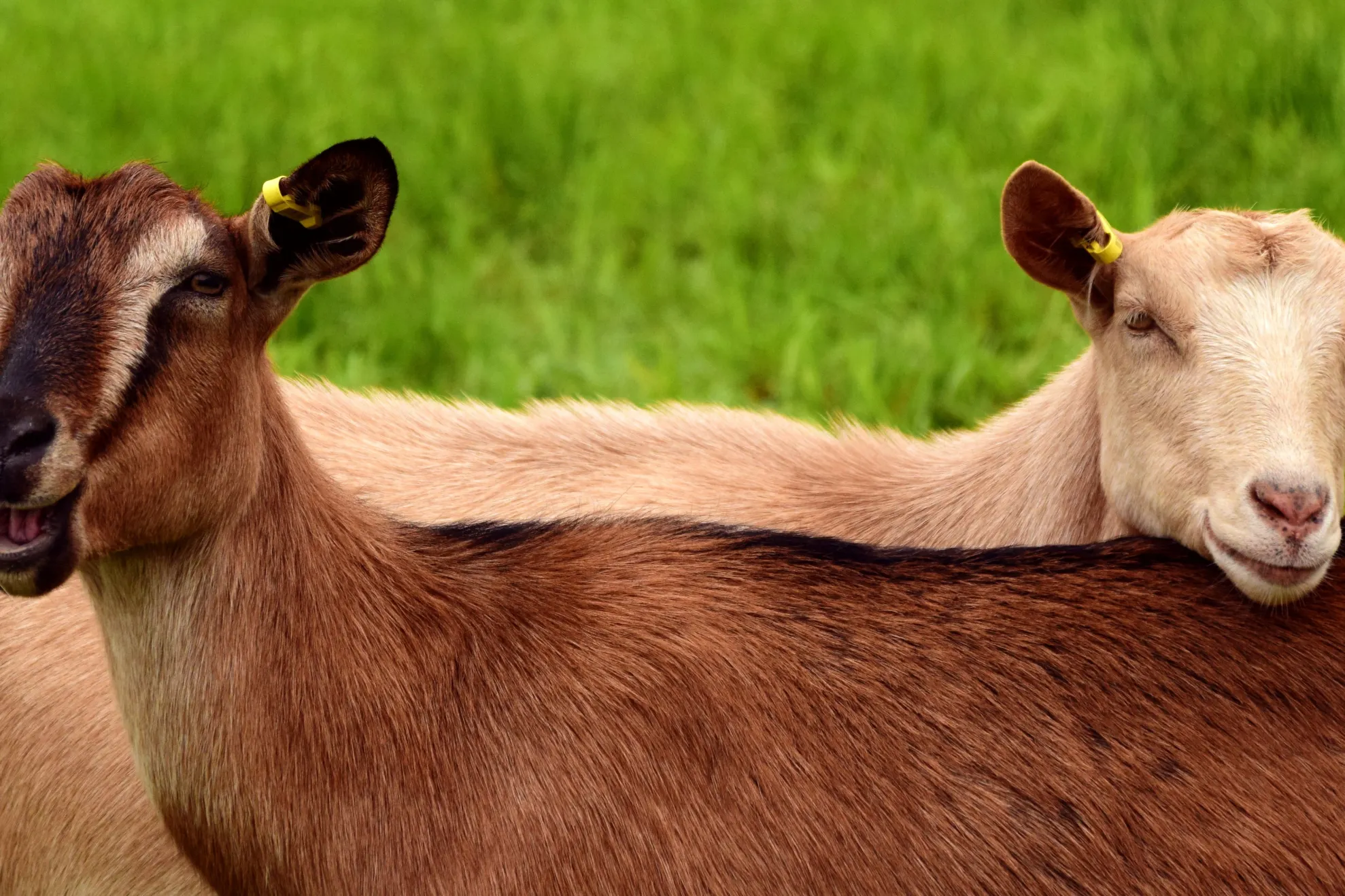 Animale