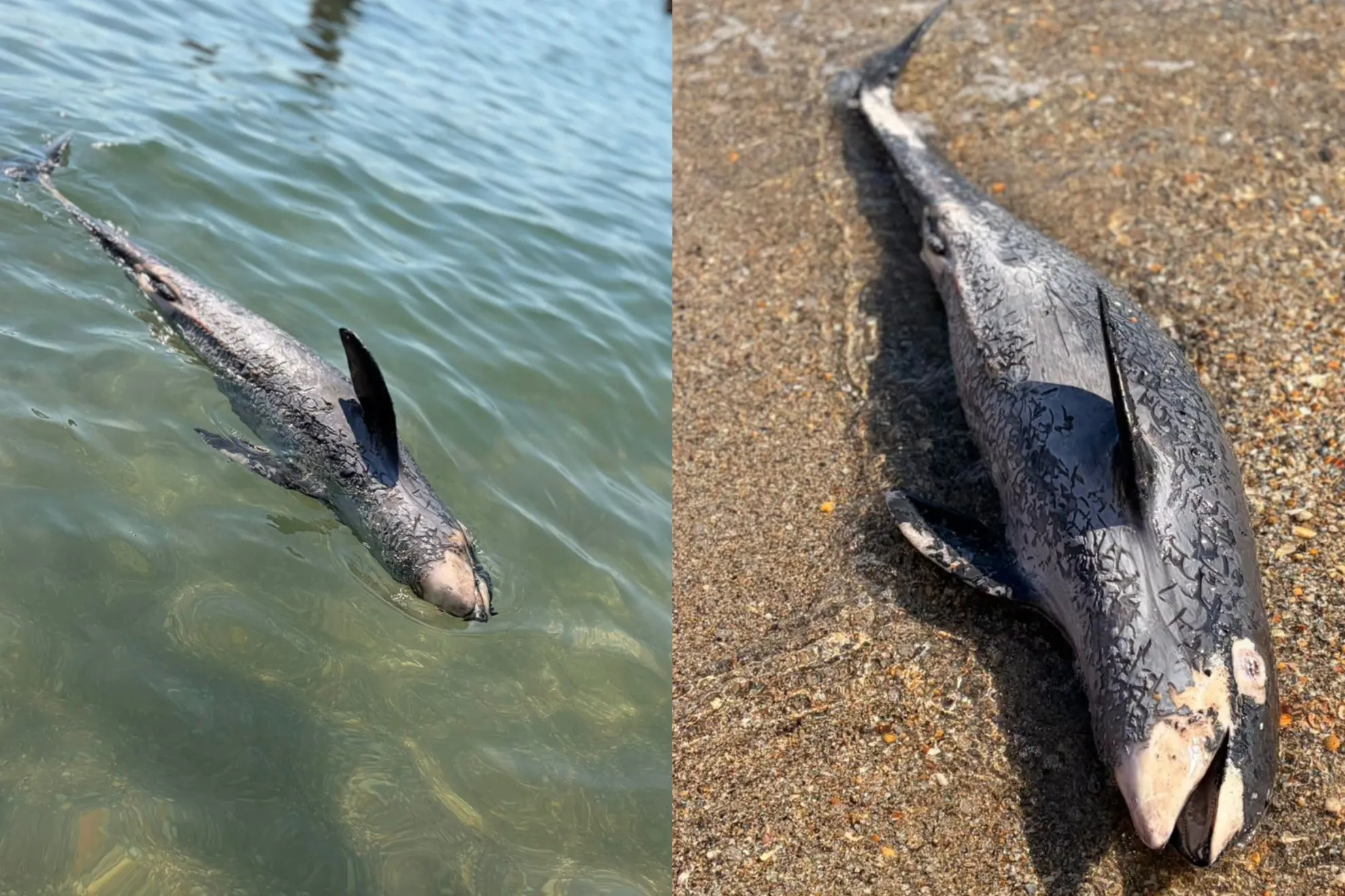 Delfin mort