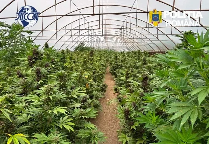 Seră de droguri 