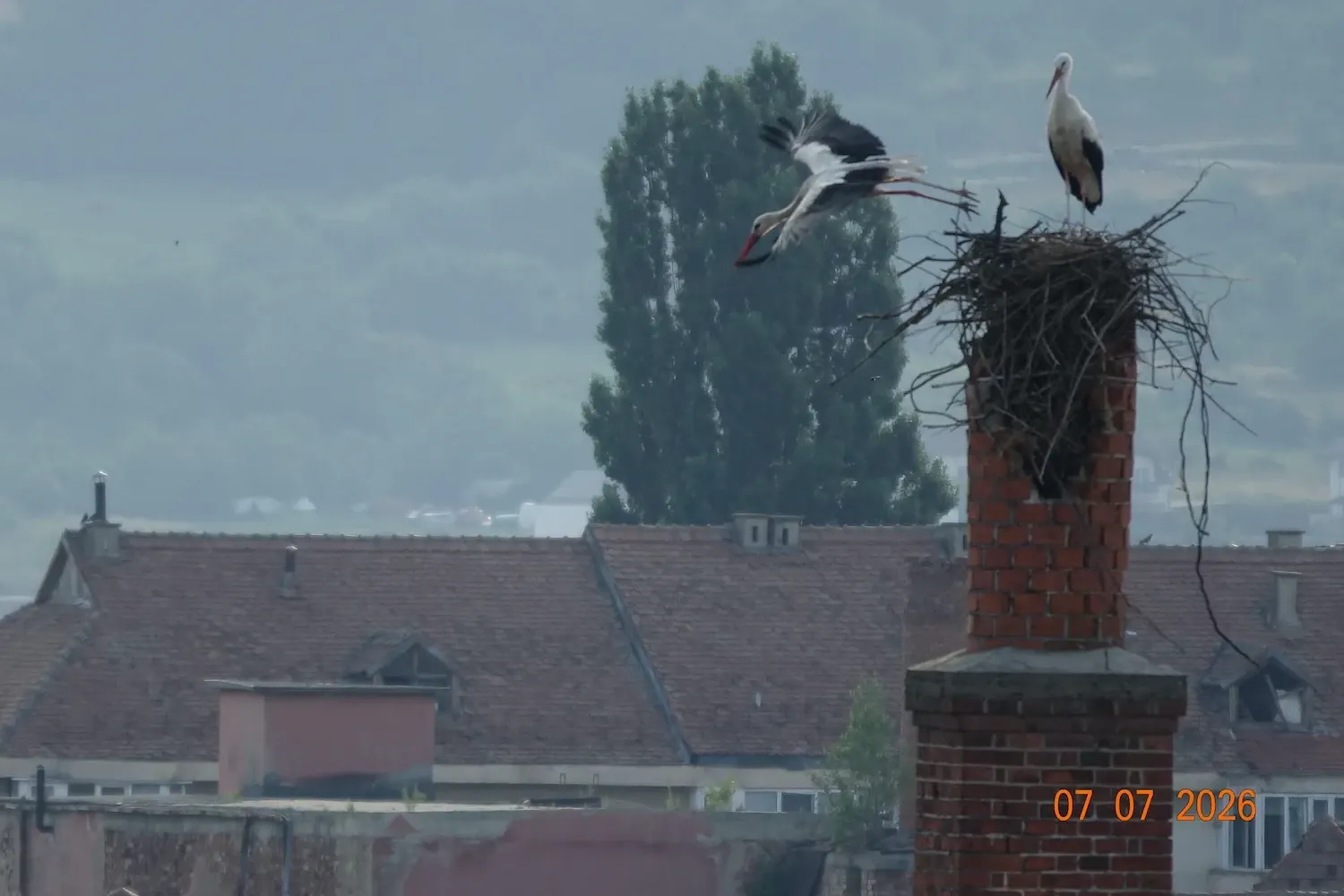 Familia de berze din Sibiu (foto: Cătălin Arsenie)