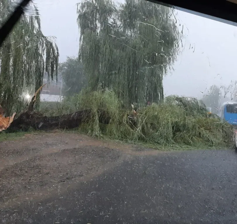 Furtuna a rupt numeroși copaci