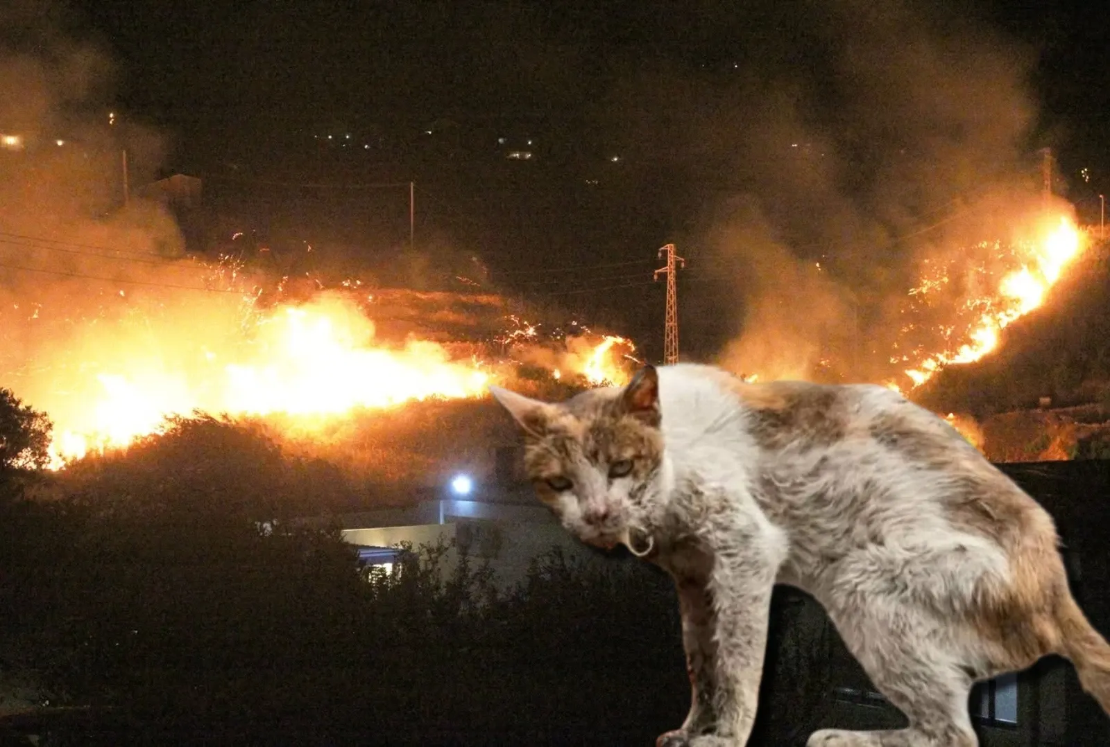 Italia se confruntă cu incendii de pădure fără precedent