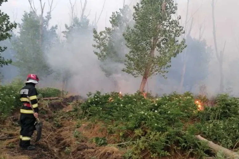 Incendiu pădure / ISU Tulcea 
