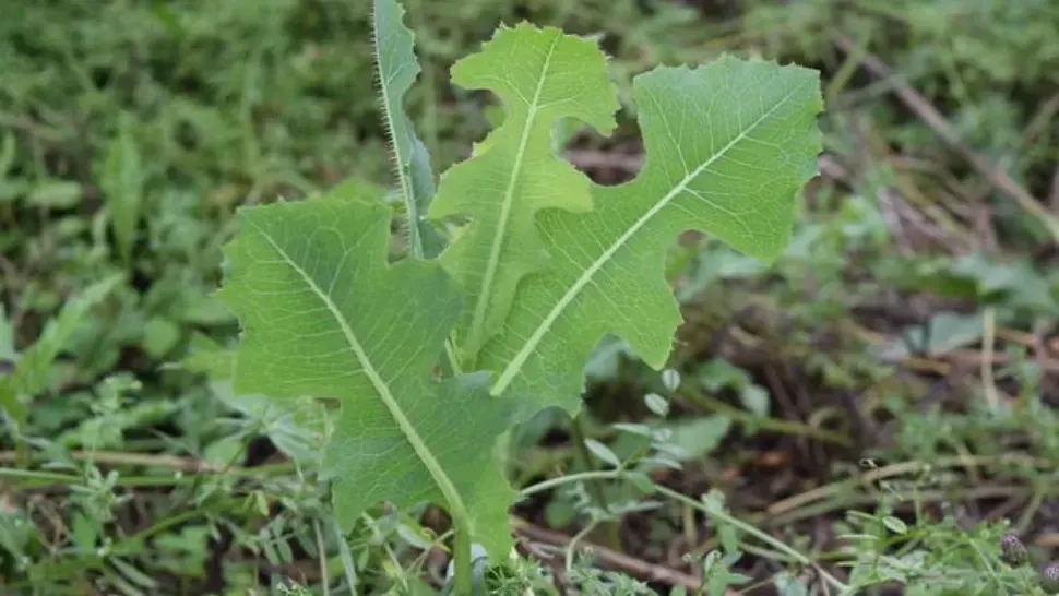 Planta care calma durerile înainte să existe pastilele