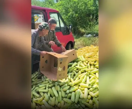 Dovlecei aruncați pe câmp