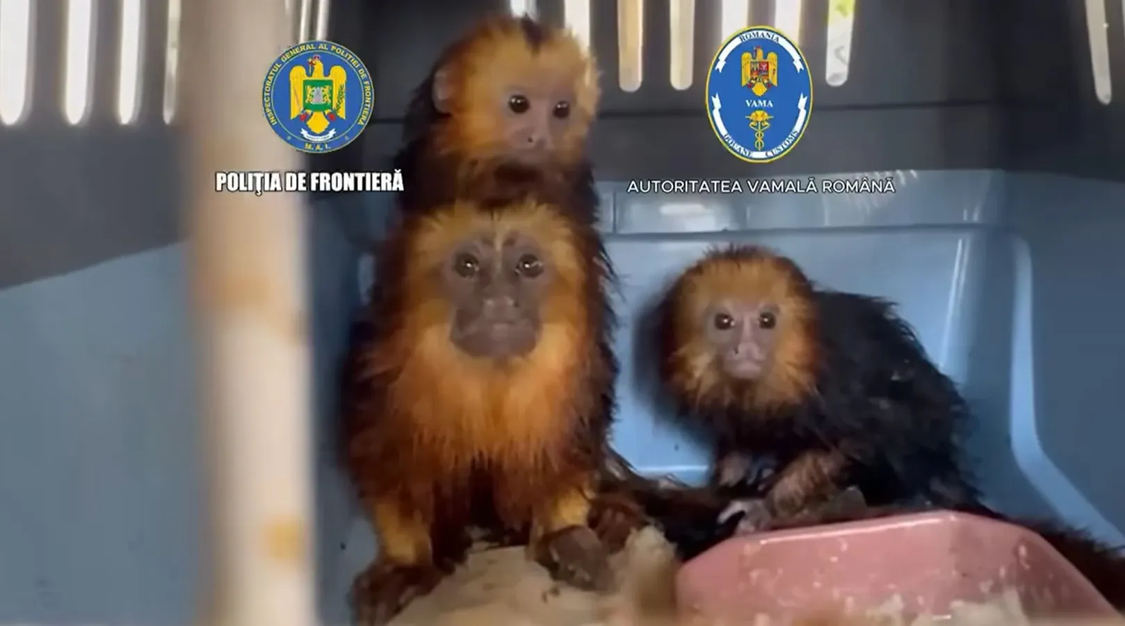 Maimuțe capturate la vamă