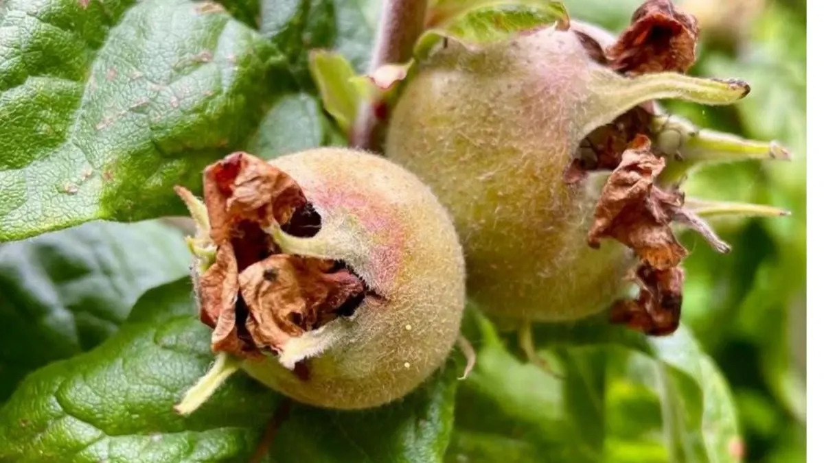 Fructe de moșmon 