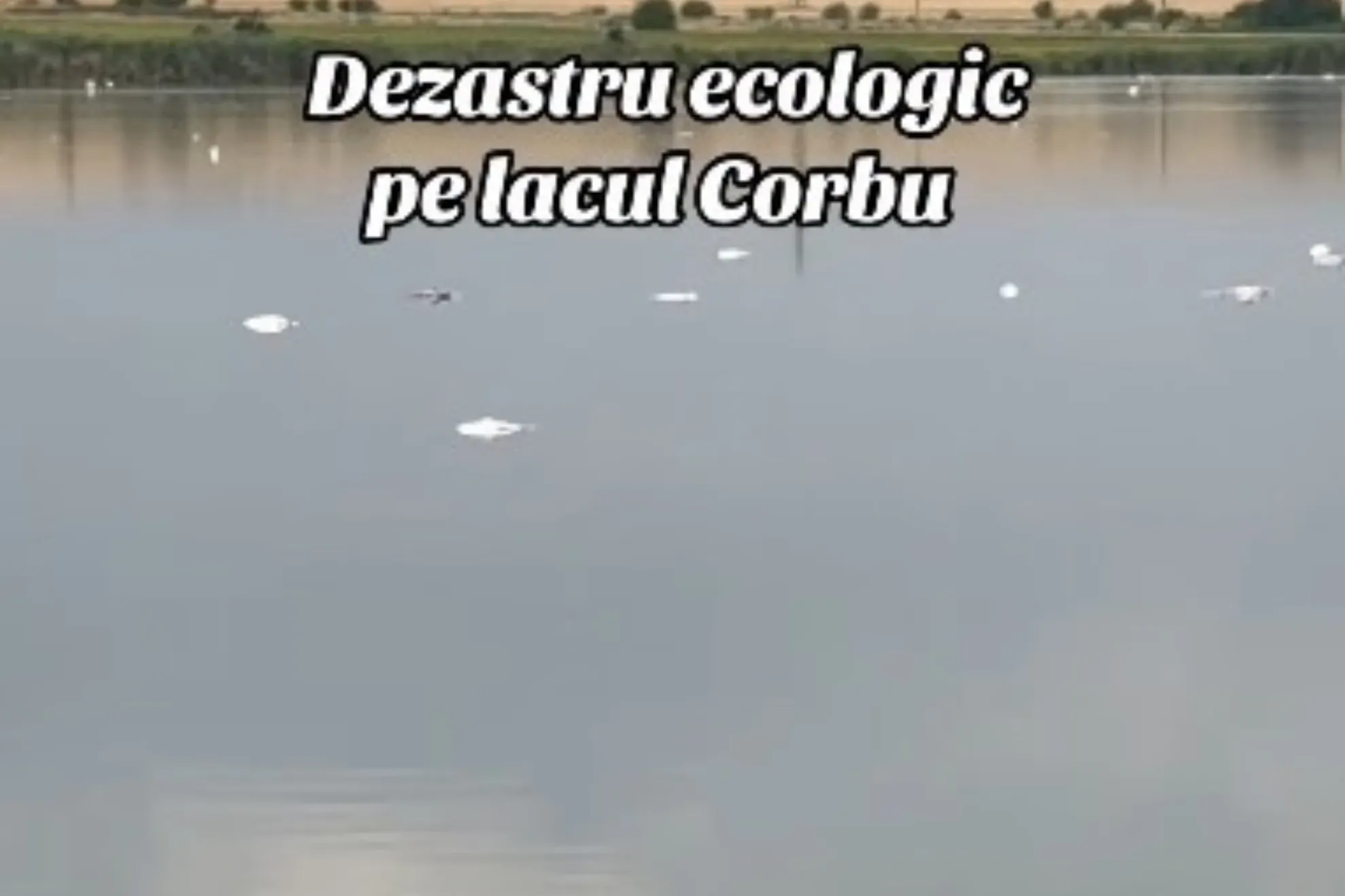 Pești morți 