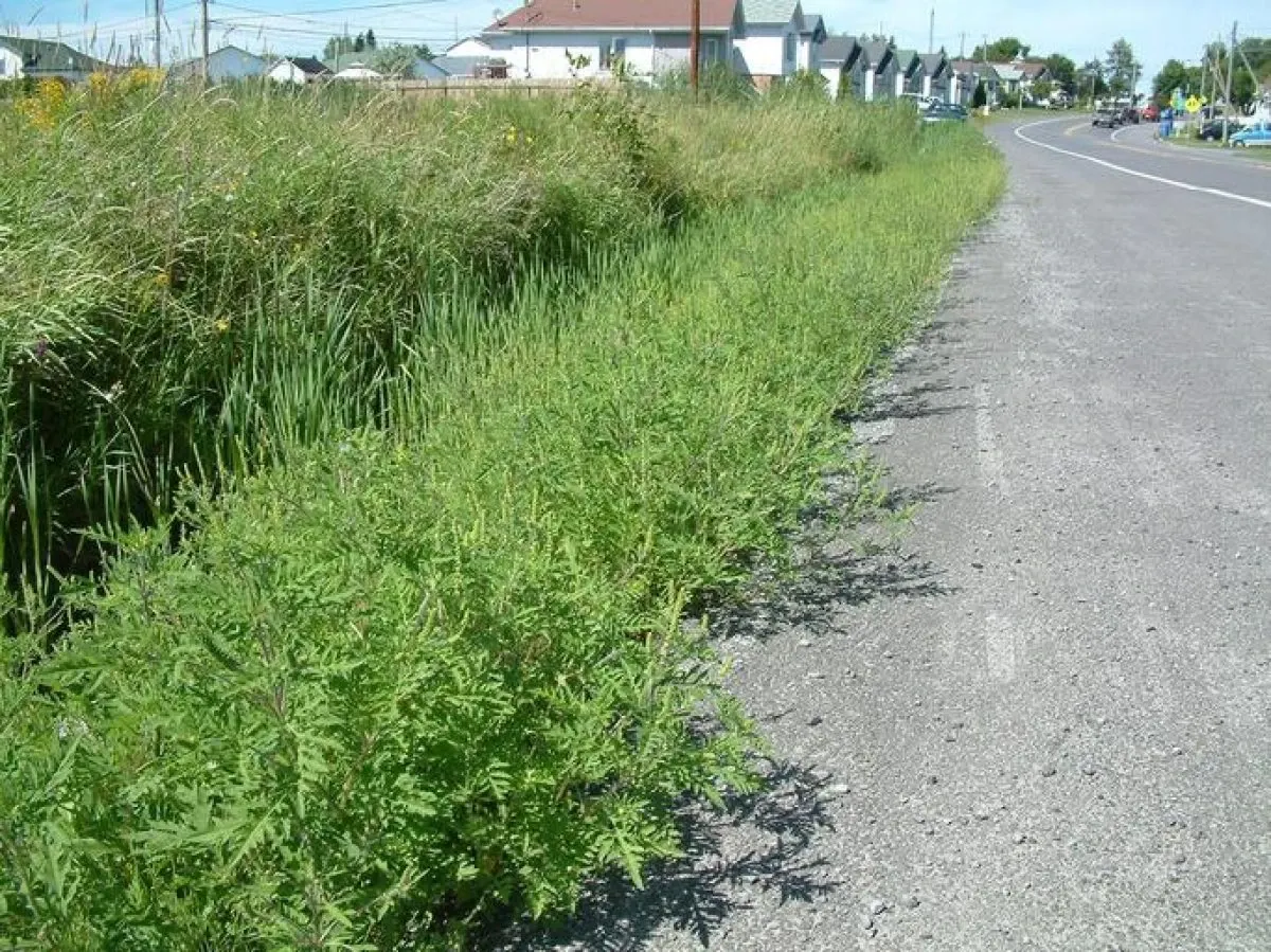 Amenzi de mii de lei pentru ambrozia din curte