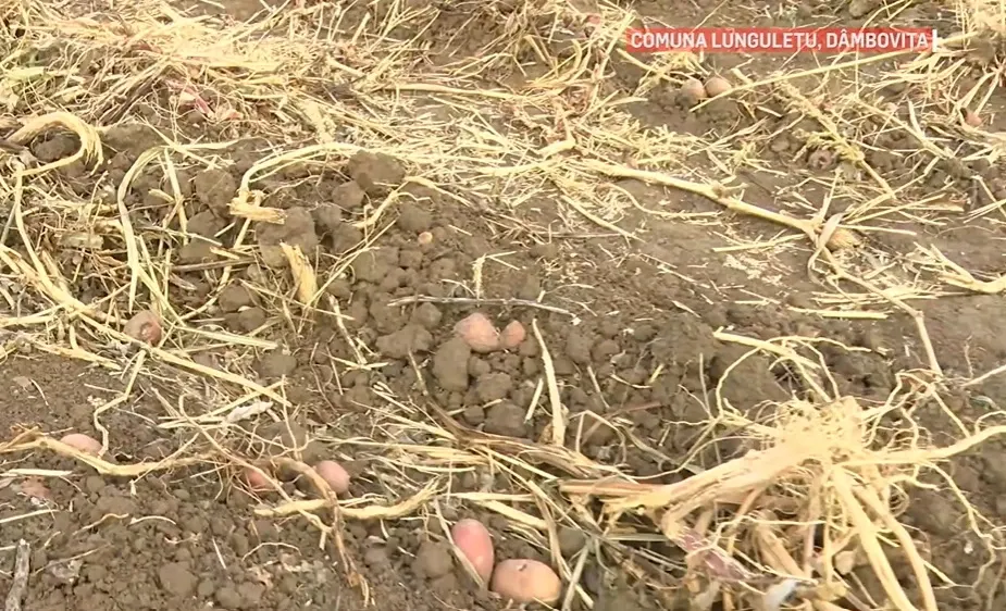 Cartofi Lungulețu, Dâmbovița / Captură video 