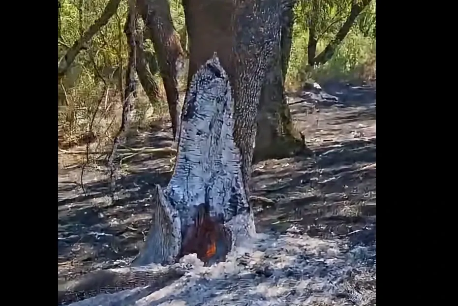 Copaci care iau foc din interior, în pădure la Pecica. Captură video