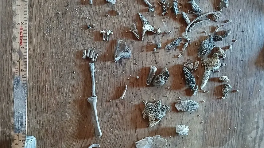 Descoperire arheologică 