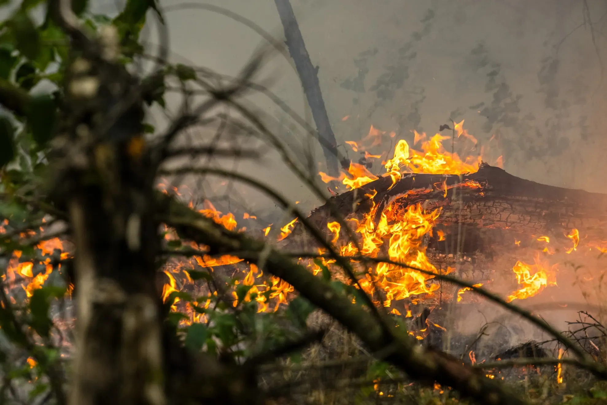 Incendii Olanda/ Profimedia