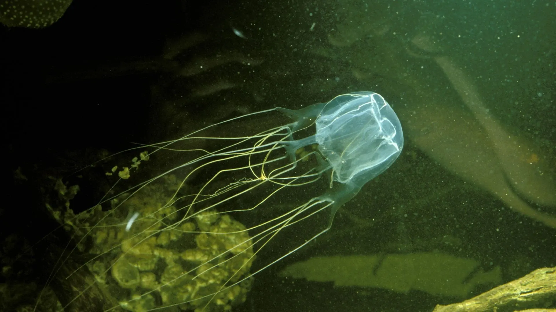Meduză