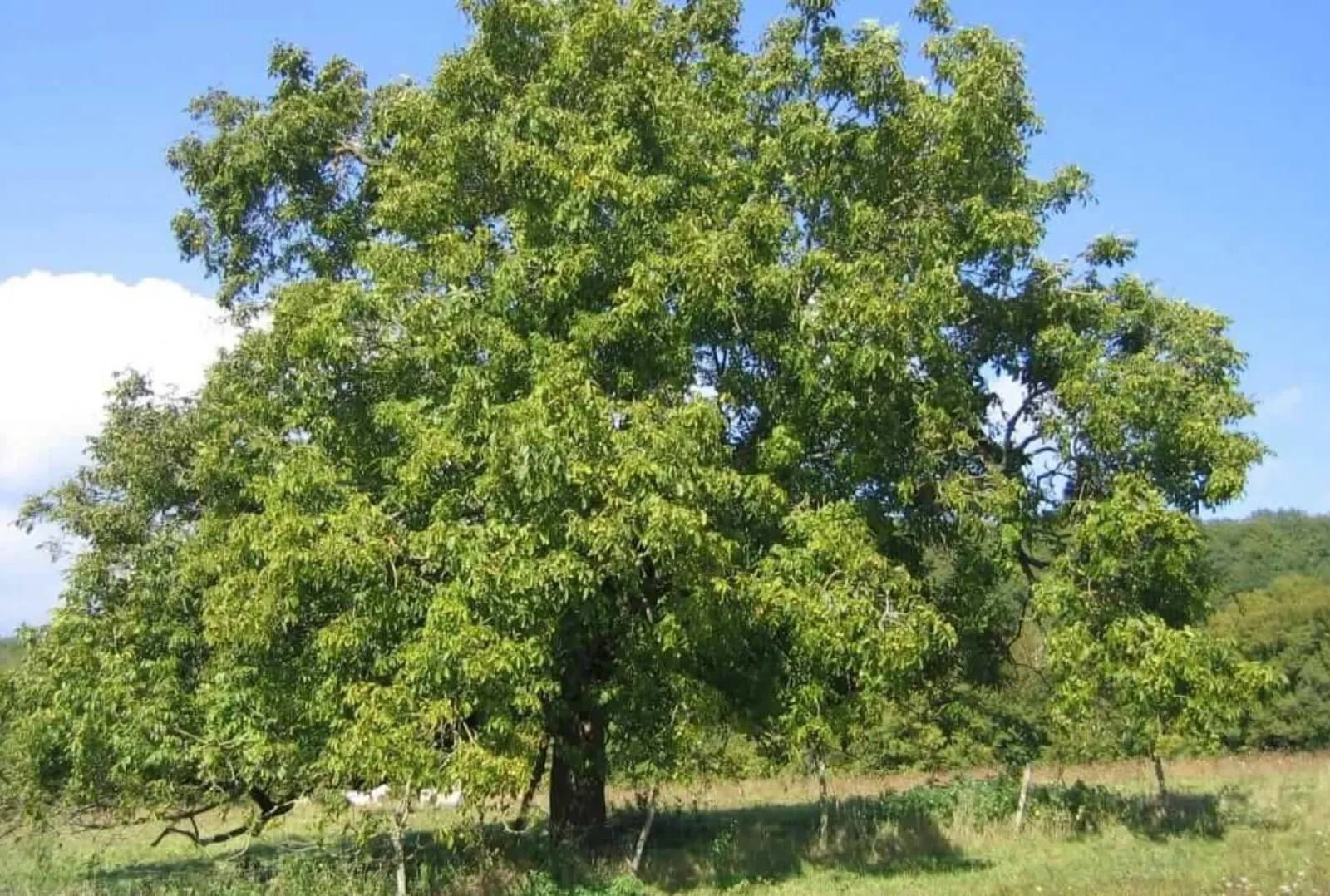 FOTO: Arhivă 