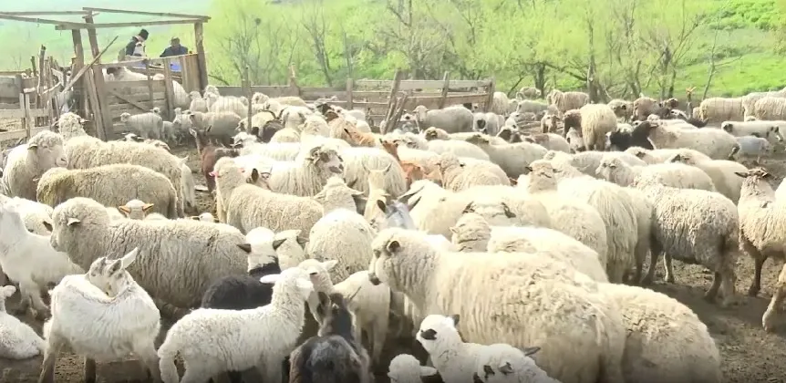 Stână         