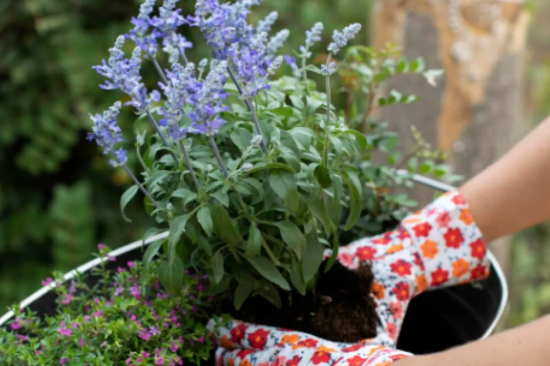 Ce să pui toamna la rădăcina florilor ca să reziste peste iarnă