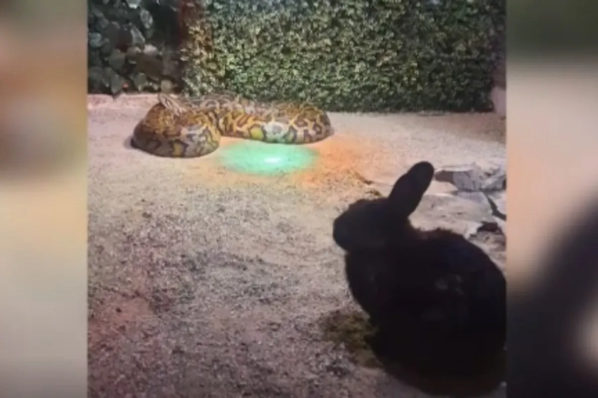 Iepure și piton la ZOO / Sursa foto - Federația Împreună pentru animale