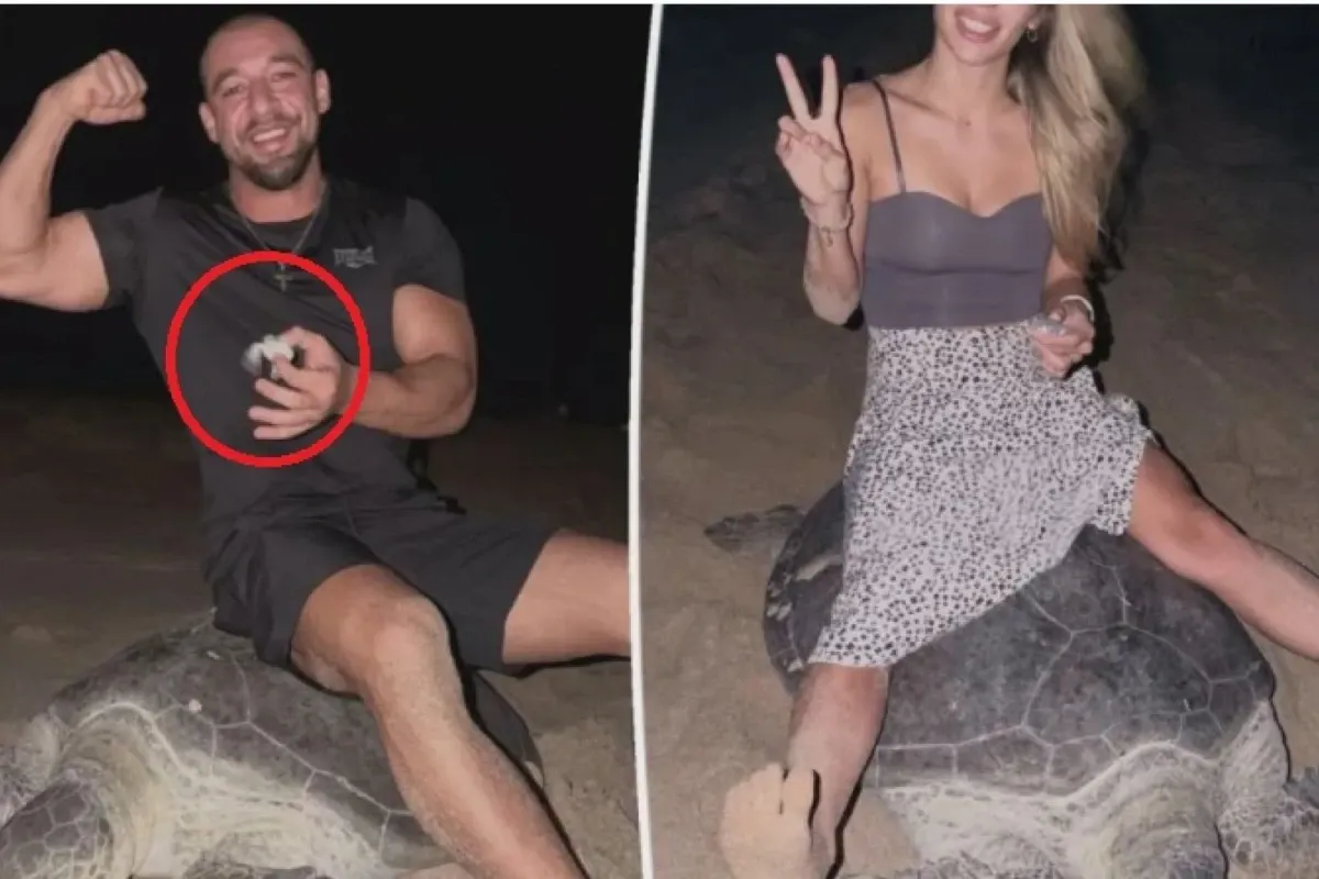 2 influenceri s-au urcat pe o țestoasă marină / Sursa foto - Captură video