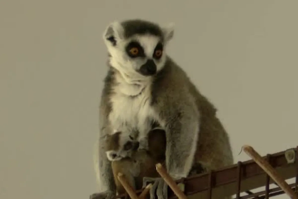 Lemur