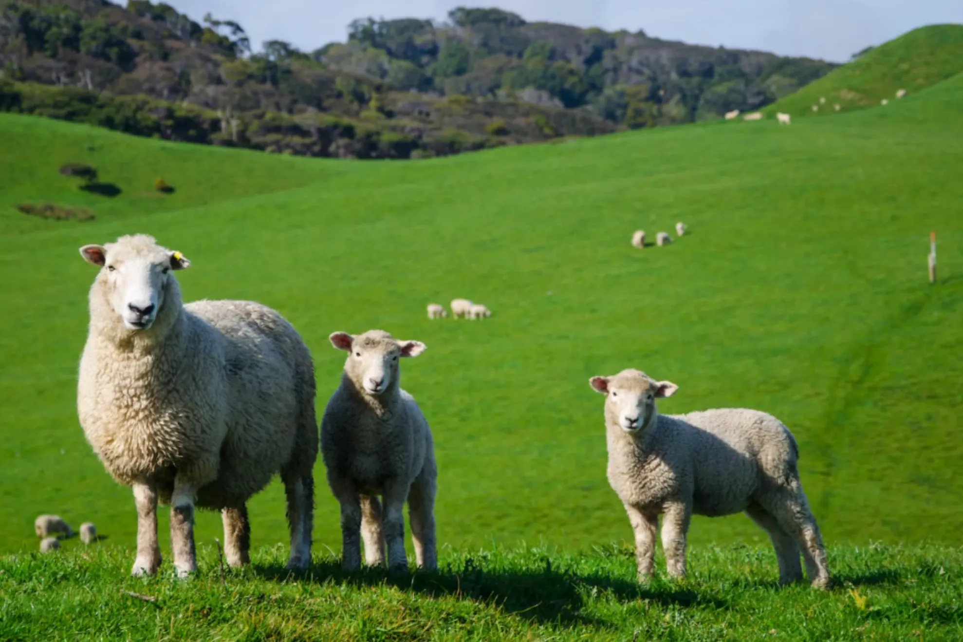 Exporturile de ovine și caprine din România pot fi reluate