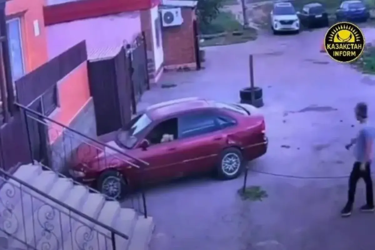 Pisică la volan