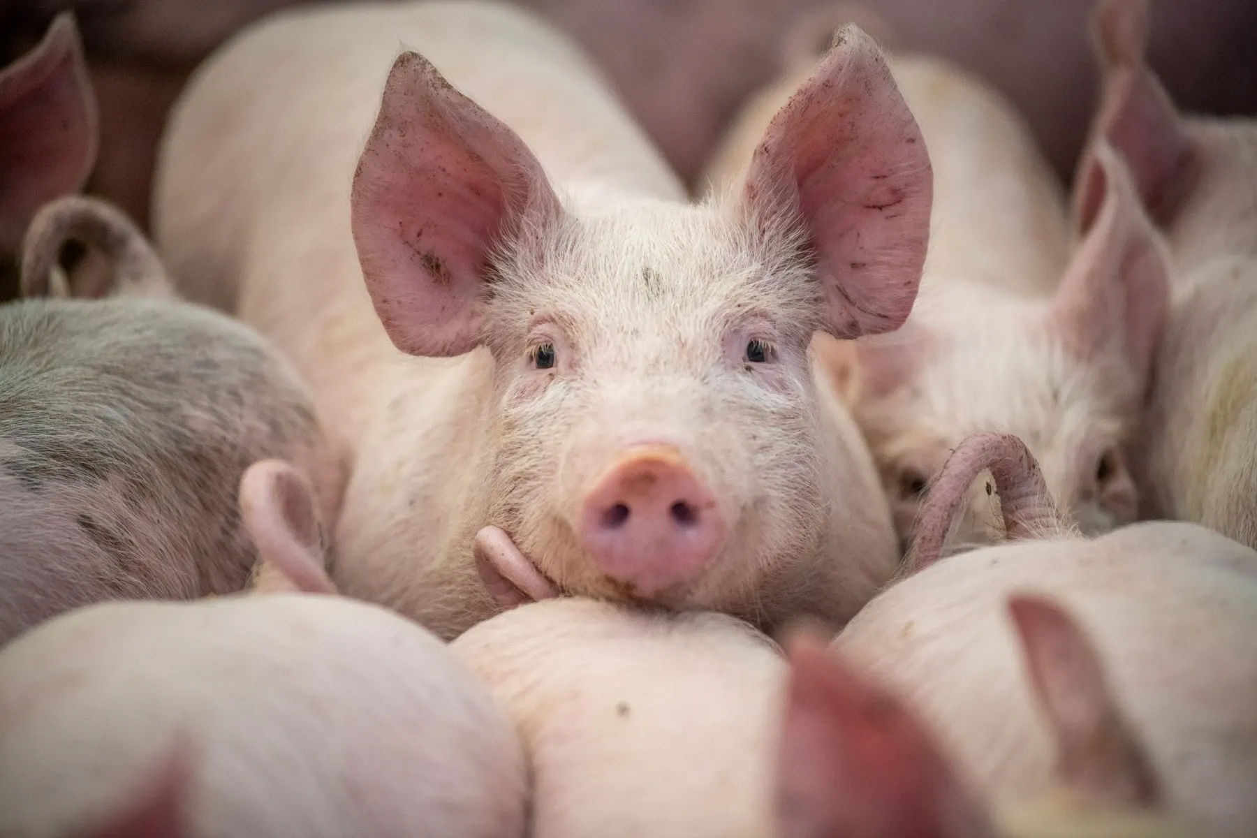 Porci/ Profimedia 