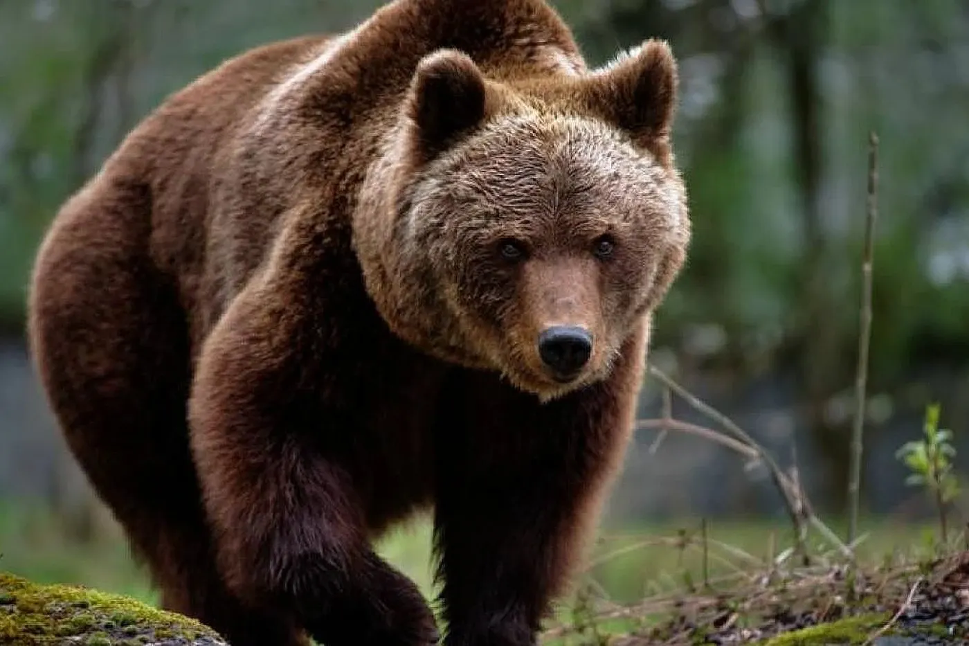 Un bărbat de 55 de ani a murit după ce a fost atacat de un urs