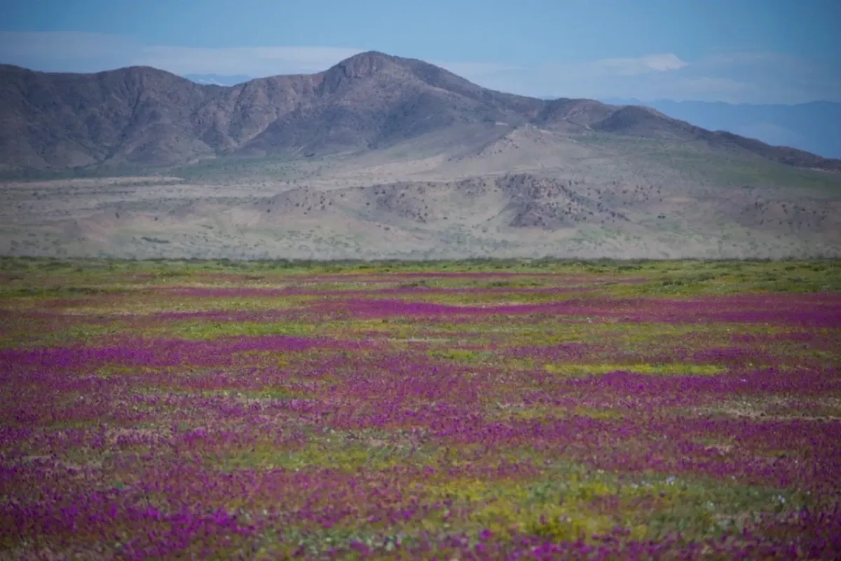 Deșertul Atacama