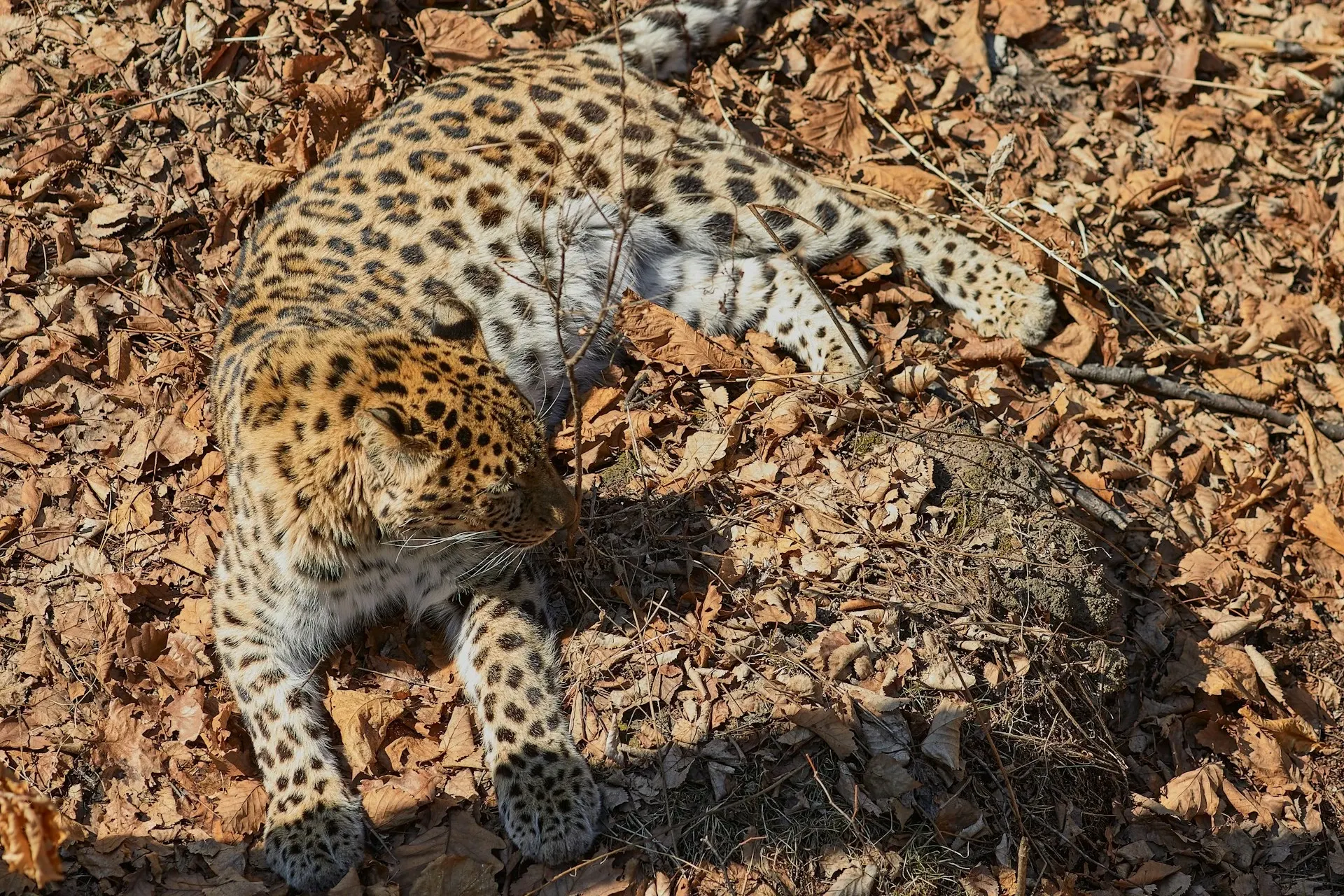 Tragedie la un parc safari