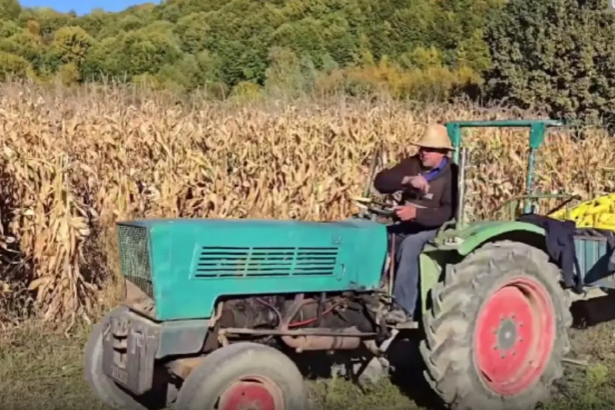 Motorina a devenit un lux. Fermierii culeg porumbul cu mâinile
