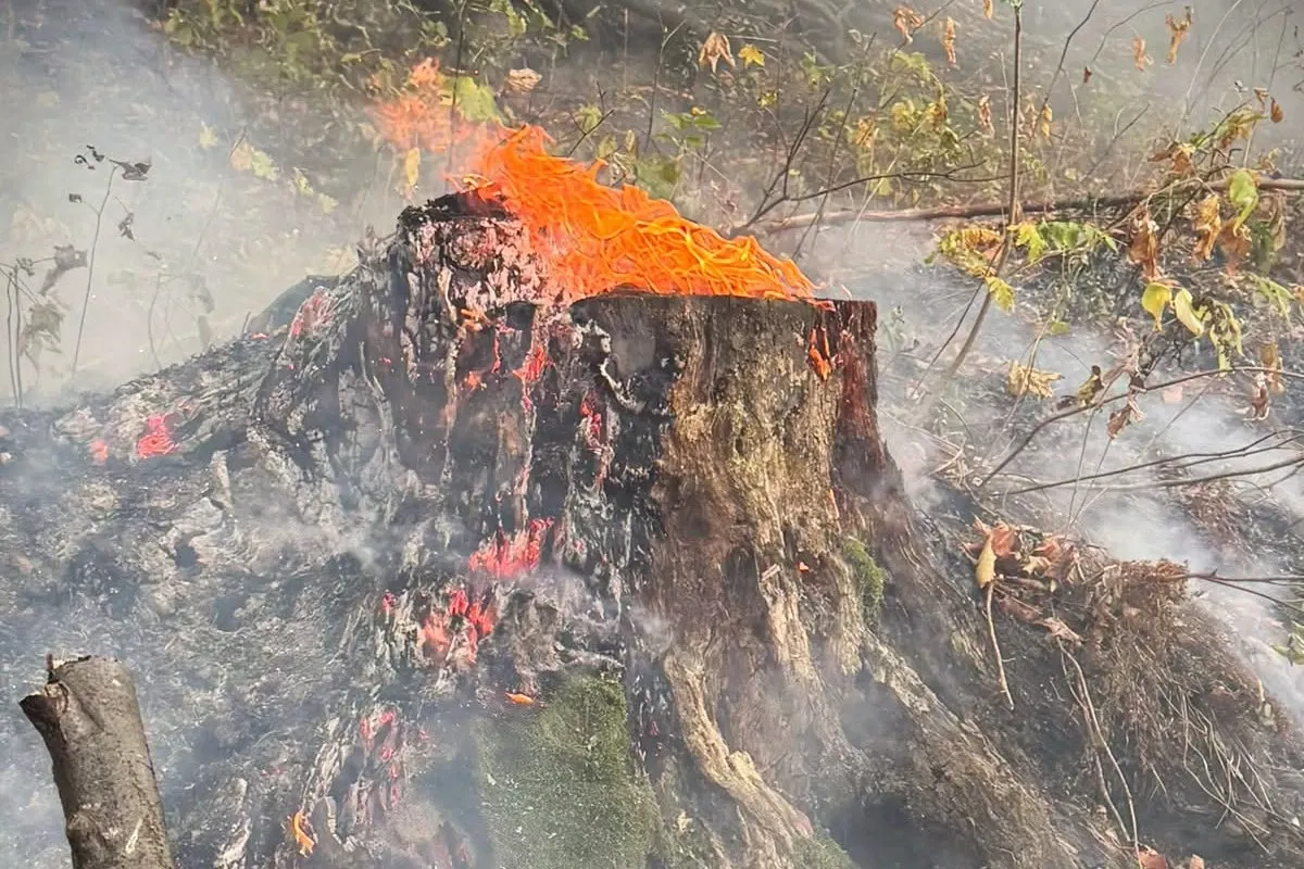 Incendiu pădure/ Foto: Facebook Romsilva 