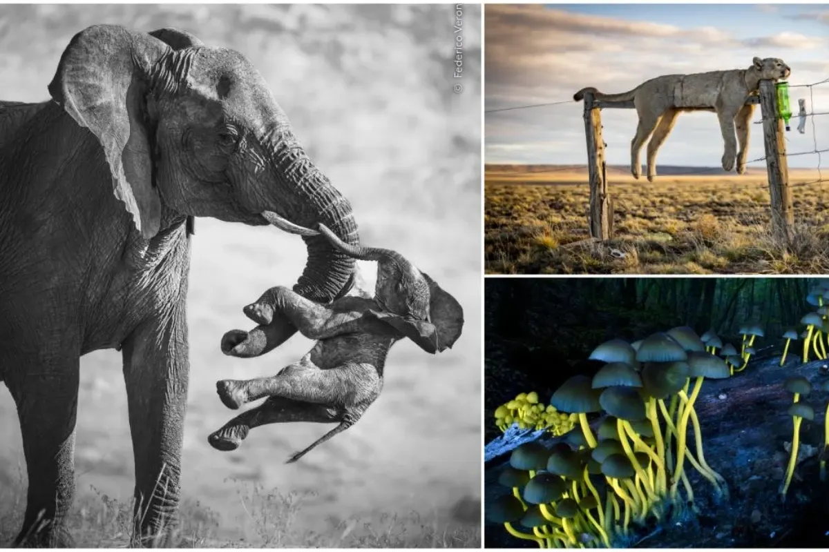 Wildlife Photographer of the Year 2026 / Sursa foto - Presa străină
