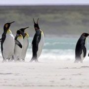 Fosilele unui pinguin gigant tropical au fost descoperite în Peru